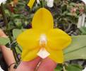 Phal. Allura Temple of Gold